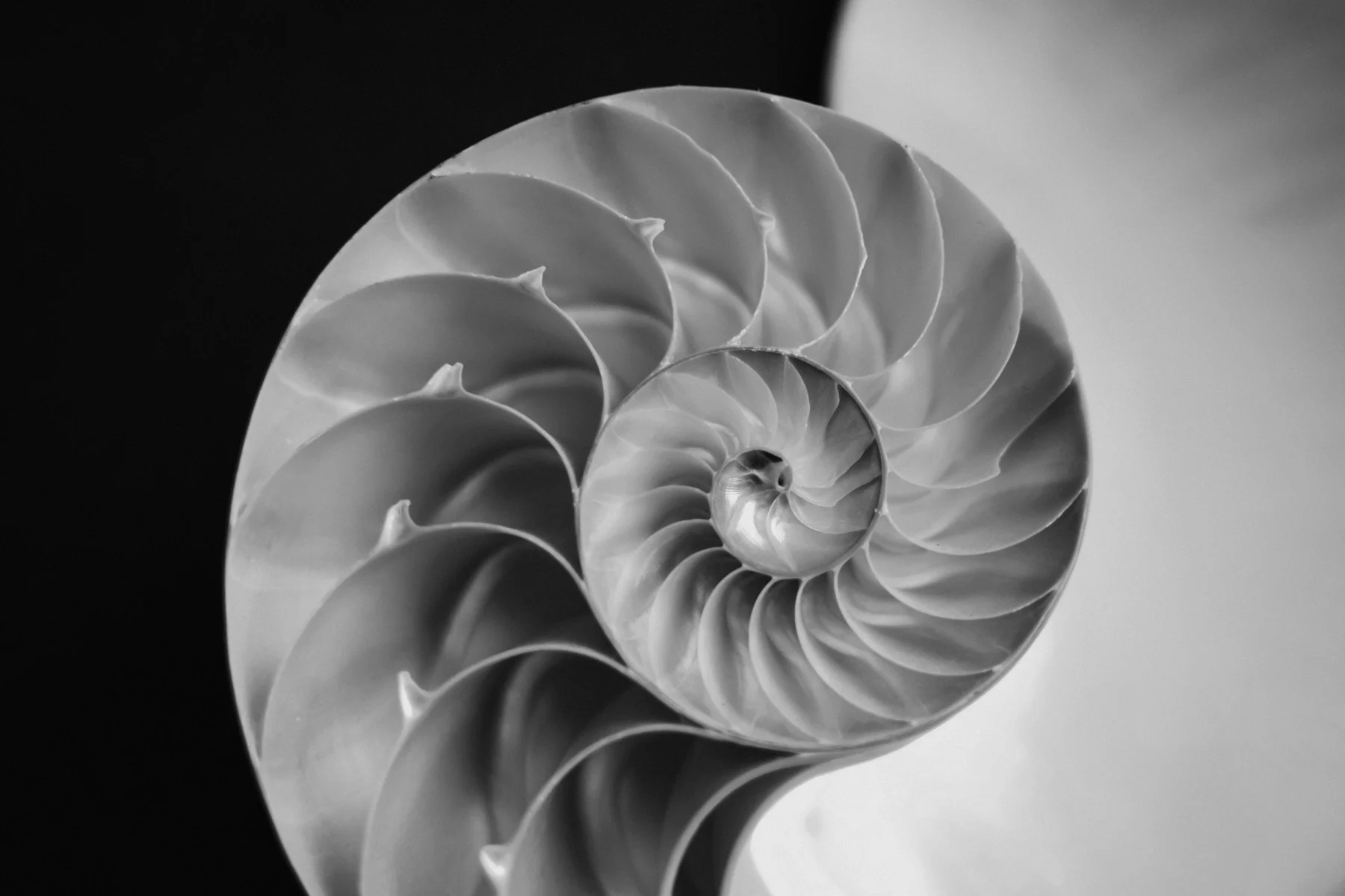 A cut shell revealing the repeating chambers of its natural spiral
